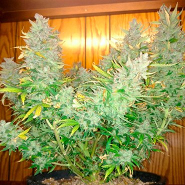 Семена конопли Auto Northern Lights fem Семена конопли Auto Northern Lights fem
