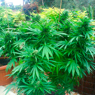 Семена конопли Auto Northern Lights fem Семена конопли Auto Northern Lights fem