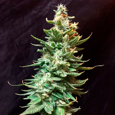 Семена конопли Auto Amnesia fem Семена конопли Auto Amnesia fem