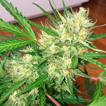 Семена конопли Auto Cheese fem Семена конопли Auto Cheese fem