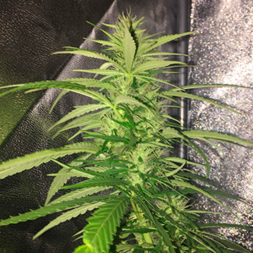 Семена конопли Auto Mango fem