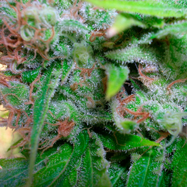 Семена конопли Auto Haze CBD fem Семена конопли Auto Haze CBD fem