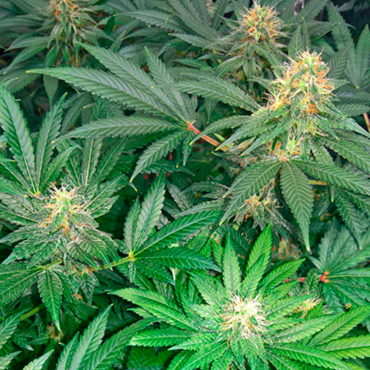Семена конопли Early Skunk fem Семена конопли Early Skunk fem