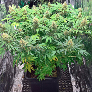 Семена конопли Super Skunk fem Семена конопли Super Skunk fem