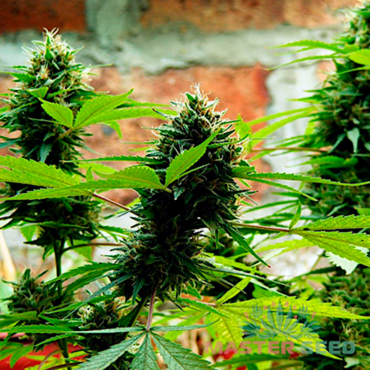 Jack Herer fem
