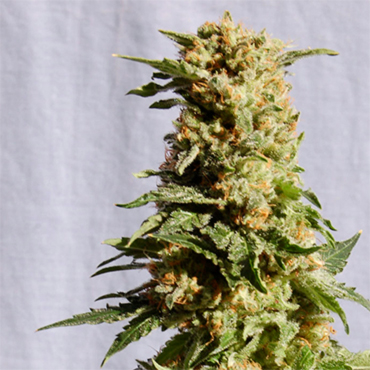 Mango fem Mango fem