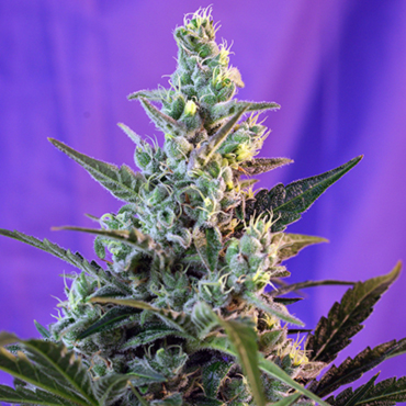 Семена конопли Auto Sweet Skunk fem Семена конопли Auto Sweet Skunk fem