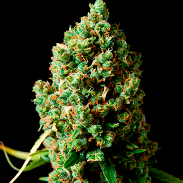 Семена конопли Auto Critical Kush fem Семена конопли Auto Critical Kush fem