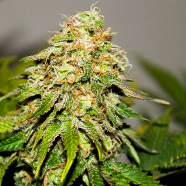 Семена конопли Auto Critical Kush fem Семена конопли Auto Critical Kush fem