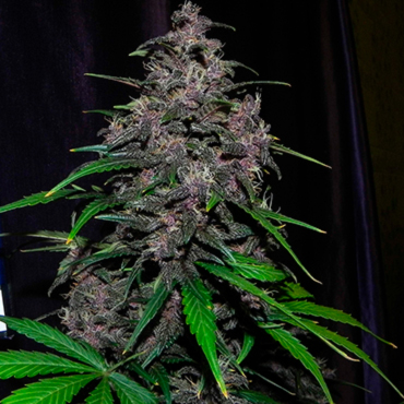 Семена конопли Auto LSD fem Семена конопли Auto LSD fem