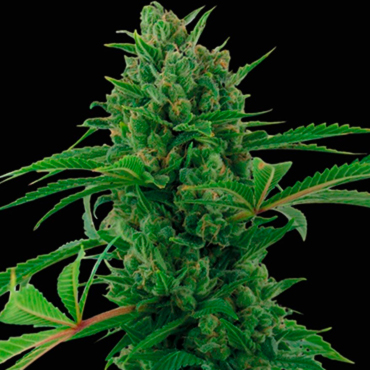 Семена конопли Auto Pineapple Express fem Семена конопли Auto Pineapple Express fem