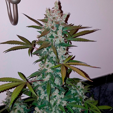Семена конопли Girl Scout Cookies fem Семена конопли Girl Scout Cookies fem