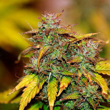 Семена конопли Auto Kush fem Семена конопли Auto Kush fem