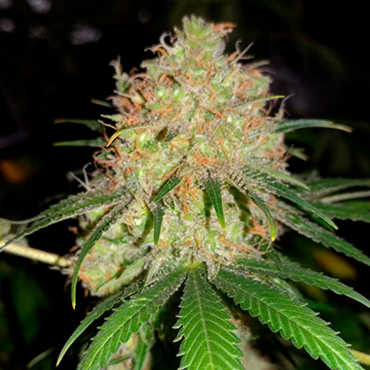 Семена конопли Auto Bubblelicious reg Семена конопли Auto Bubblelicious reg