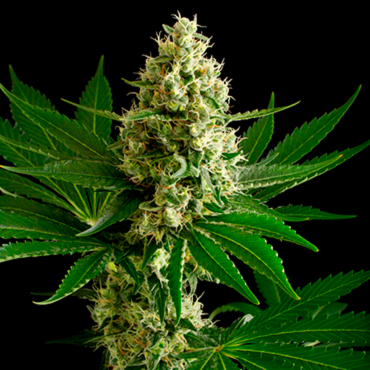 Семена конопли OG Kush fem Семена конопли OG Kush fem