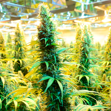 Семена конопли Brazil Sativa fem