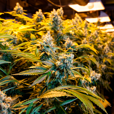 Семена конопли Big Bud fem Семена конопли Big Bud fem