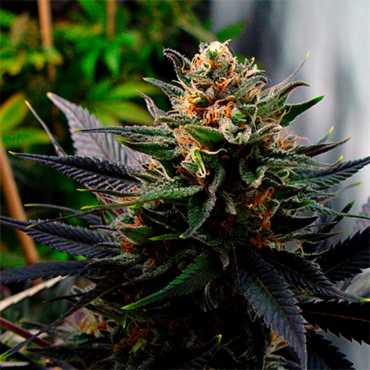 Семена конопли Auto Lavender fem Семена конопли Auto Lavender fem