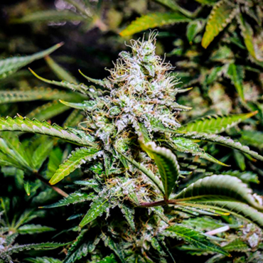Auto Tutankhamon fem Auto Tutankhamon fem