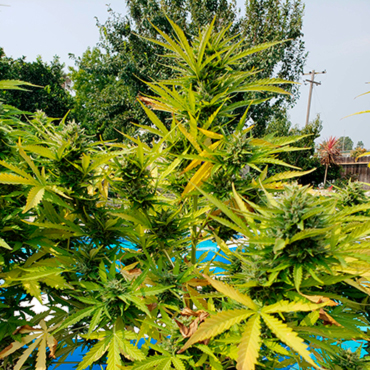 Семена конопли Auto Kush fem Семена конопли Auto Kush fem