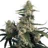 заказать семена конопли наложенным платежом Buddha's Sativa feminised