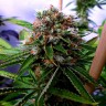 где заказать семена конопли Buddha's Sativa feminised