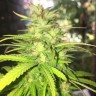 заказать на сайте семена конопли Auto Mango feminised Ganja Live Seeds