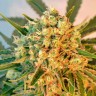 семена конопли Freddy's Best feminised Ganja Live Seeds