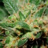 семена каннабиса Freddy's Best feminised Ganja Live Seeds
