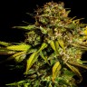 купить семенам конопли Auto Mintz feminised Ganja Seeds