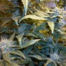 купить семена конопли Auto MaxiGom feminised Ganja Live Seeds