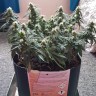 где можно заказать семена конопли Auto Mazar feminised Ganja Live Seeds