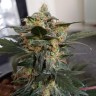 конопля семена сорта заказать Auto Mazar feminised Ganja Live Seeds