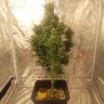 семена конопли для курения Auto​ Easy Ryder feminised Ganja Seeds