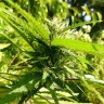 Семена каннабиса Exodus Cheese feminised GanjaLiveSeeds