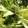Семена конопли Exodus Cheese feminised GanjaLiveSeeds