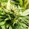 Семена марихуаны Exodus Cheese feminised GanjaLiveSeeds