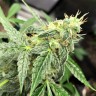 семена конопли марихуаны Auto New York City feminised Ganja Live Seeds