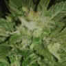 семена конопли аутдор Auto New York City feminised Ganja Live Seeds