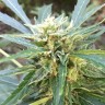 семена конопли в интернете Auto New York City feminised Ganja Live Seeds