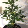 семена конопли скороспелый купить Auto New York Diesel feminised Ganja Live Seeds