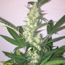 семена конопли гидропоники Auto New York Diesel feminised Ganja Live Seeds