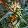 семена конопли дешево Auto New York Diesel feminised Ganja Live Seeds