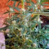 семена конопли с доставкой Auto New York Diesel feminised Ganja Live Seeds