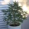 семена конопли наложенным платежом Auto New York Diesel feminised Ganja Live Seeds