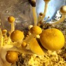 споровый оттиск McKennaii