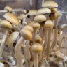 отпечатки псилоцибиновых грибов в Украине McKennaii