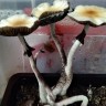 отпечатки псилоцибиновых грибов в Киеве McKennaii
