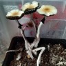 купить отпечатки псилоцибиновых грибов McKennaii