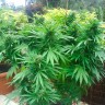 семена конопли для посадки купить Auto Northern Lights feminised Ganja Live Seeds